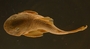 Pseudancistrus pediculatus 27 mmSL FMNH 58565 dorsal
